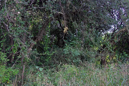 Imagen 8 de 14 de Venta De Terreno En Carpintería Calle Las Mandiocas Mts 1791