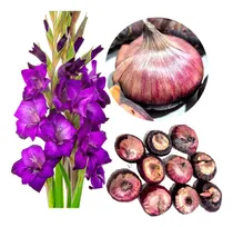 Comprar 5 Bulbos De Gladiola Morada Flor De Corte Fácil De Cultivar
