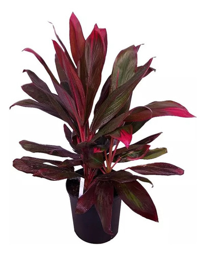 Dracena Baby Rubra  (dracena Roja)  10lts