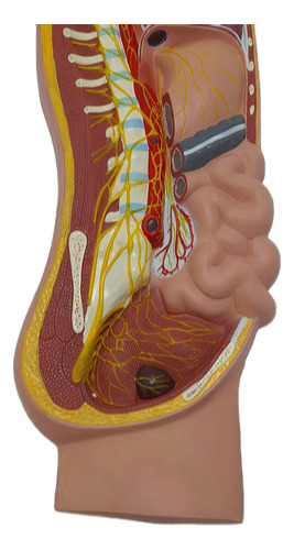 Modelo Anatômico Sistema Nervoso Simpático Placa Anatomic