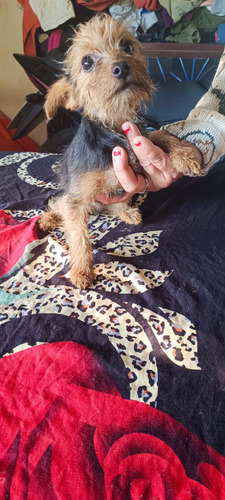 Yorkshire Mini Negro Y Fuego
