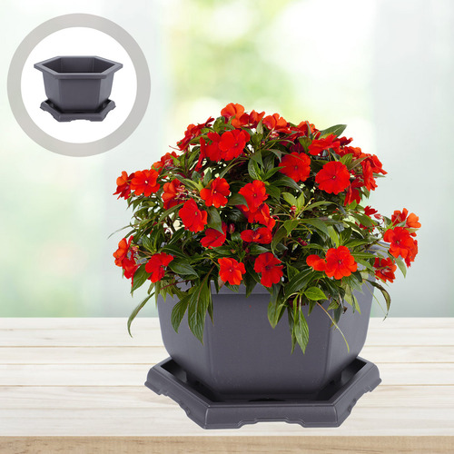 Maceta Hexagonal Suculent Planters