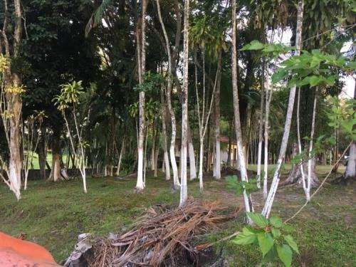 Imagem 5 de 14 de Ótima Oportunidade , Chácara De 4000 M² Por Apenas 250 Mil !