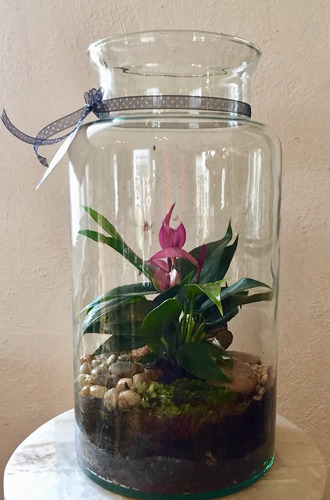 Terrario Con Anturio Mini Natural. Arreglo Flores.