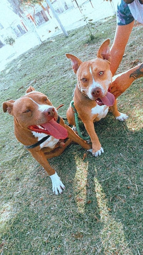 Imagem 4 de 4 de Filhotes De Pitbull Com American Bull