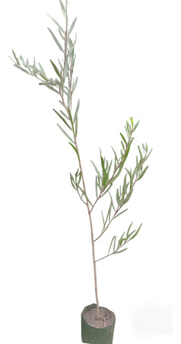 Acacia Trinervis O Maritima