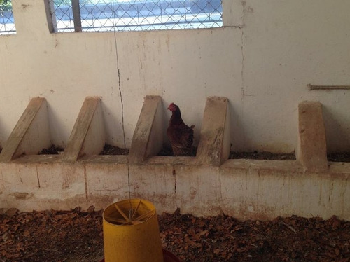 Imagen 13 de 13 de Finca Productiva En Tinaquillo. Cojedes
