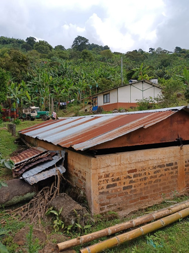 Imagen 2 de 5 de Finca De 8 Cuadras En Cafe Y Platano En Venta A Diez Minutos De Caicedonia Con Terreno Tendido