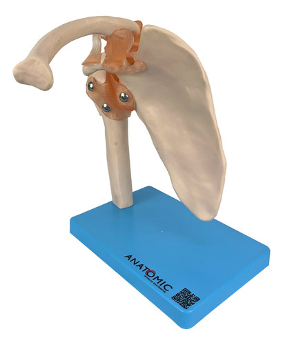 Articulação Do Ombros Com Ligamentos