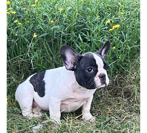 Bulldog Frances Blanco Hermoso