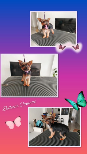 Peluqueria Canina A Domicilio Montevideo