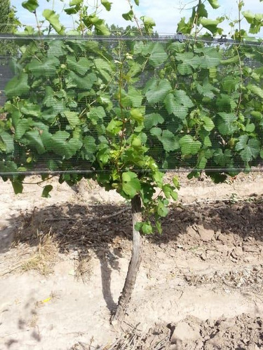 Imagen 9 de 19 de Finca 14 Ha - Cañada Seca - San Rafael- Mendoza