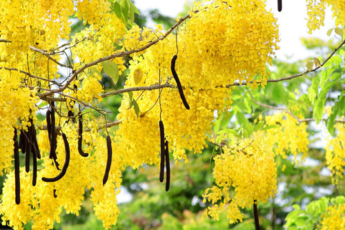 Semillas De Arbol De Lluvia De Oro ( Cassia Fistula )