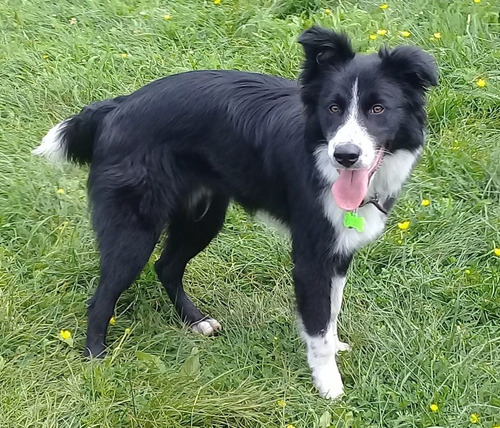 Perro Border Collie Sabe Trucos Super Inteligente