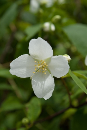 Celinda, Celindas, Celindo, Flor De Angel, Philadelphus10lts