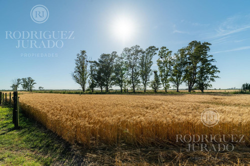 Campo En Venta San Antonio De Areco 19ha Con Casa Ppal Y Secundaria