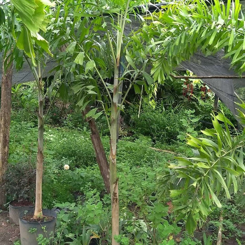 15 Sementes Palmeira Rabo De Raposa Pré-germinada P/plantio