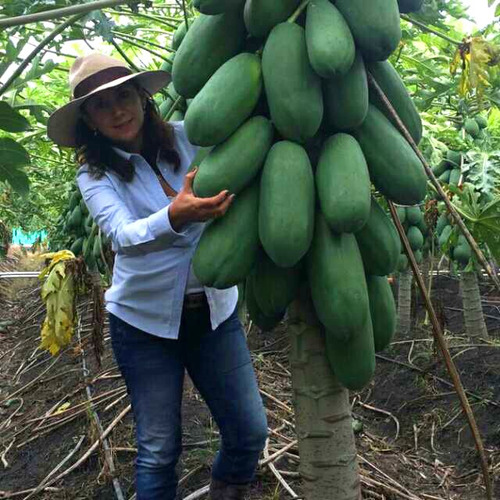 2000 Semillas De Papaya Red Maradol F1 Hibrida Certificada