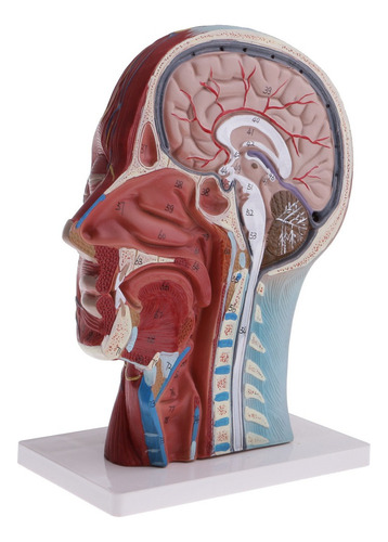 Modelo De Nervo Vascular De Cabeça E Pescoço Humano 1:1
