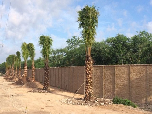 Imagen 10 de 15 de Terreno Residencial En Venta En Yucatán.