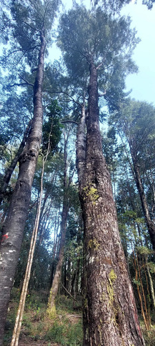 Venta Parcela Villarrica Altos De Pino Huacho (173215)