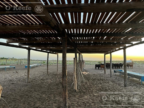 Campo En Venta De 27950 Has En Gral Alvear Mendoza. Armada Para Cria/recria