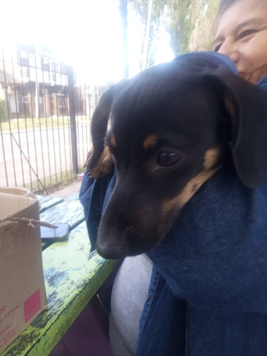Perro Salchicha Puros Día Meses Y Medio