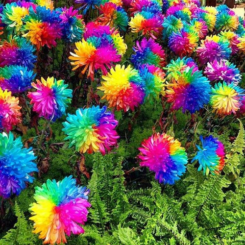 50 Semillas De Flor De Crisantemo Arcoíris
