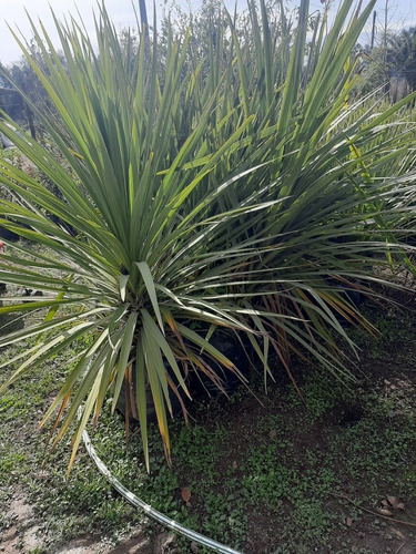 Dracenas Verdes