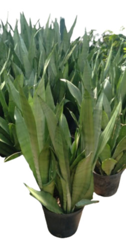 Planta Sansevieria Gris - White Snow