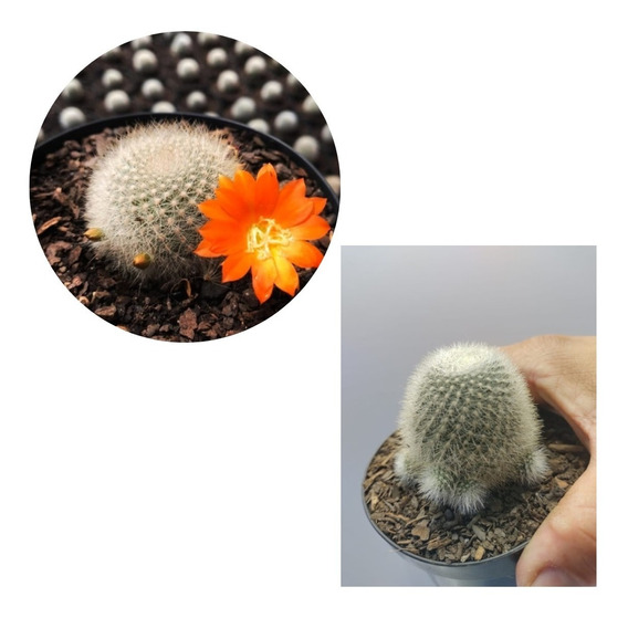 Mammillaria Matudae Cactos Cactus | MercadoLivre 📦
