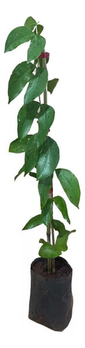 Muda De Jatoba. Verde