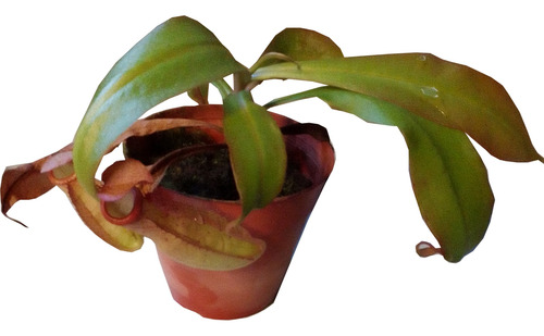 Nepenthes - Planta Carnívora De Jarros