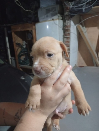 Perros Pitbull