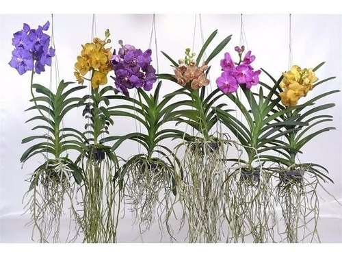 Orquídea Vanda Várias Cores (adulta) | Frete grátis