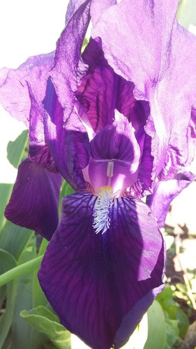 Iris Germanico Morado Oscuro X1