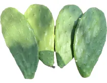 Comprar Esquejes De Nopal Criollo Huasteco Para Sembrar 6 Piezas