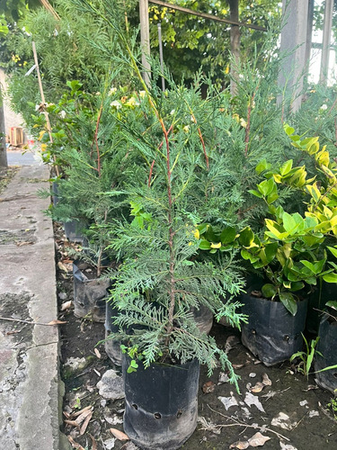 Plantas Para Cerco Vivo Leylandi Pinos Pack X30 Unidades 15mts Pleno Sol Cercos Vivos Perimetrales Vivero Mayorista (Usado)