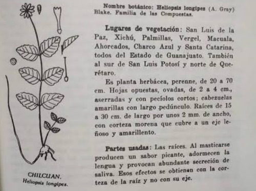Imagen 2 de 6 de Chilcuas Extracto De Chilcuague Concentrado Mayoreo Negocio