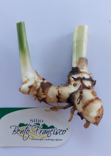 Flores Para Jardins (canna-indica) Monte Seu Kit 3 Três Und.