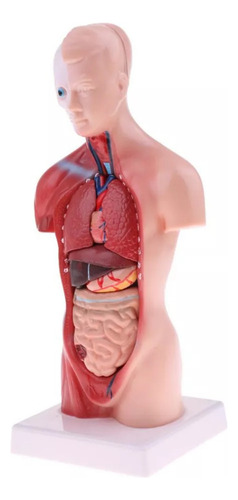 Aplicable A Kits De Ciencia Modelo 28cm Torso Vísceras