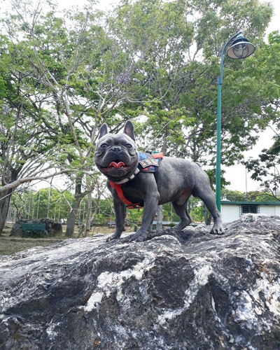 Imagen 3 de 5 de Bulldog Frances Blue Brindle Para Servicio De Montas