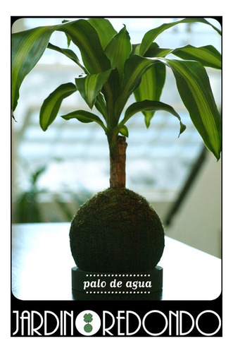 Kokedama Tropical Palo De Agua Planta Jardin Redondo