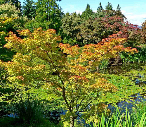 Plantas De Acer Palmatum (arce Japonés)