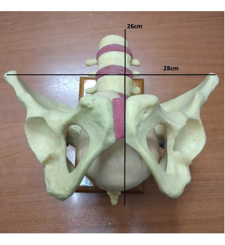 Imagen 5 de 5 de Modelo De Pelvis Osea Femenina Con Cabeza De Feto