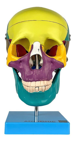 Modelo Anatômico - Crânio Didático Colorido 5 Partes