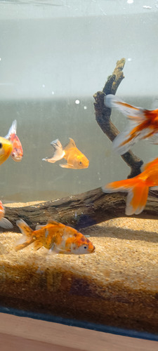 Goldfish Cálicos Carassius Peces Agua Fria Surtidos 5cm