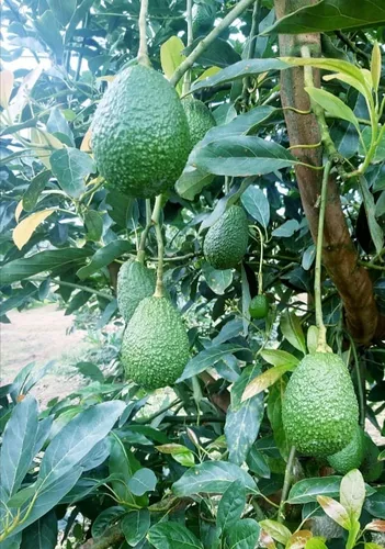 Excelente Finca Productora De Aguacate