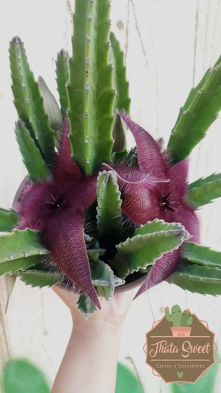 Stapelia Hirsuta Suculenta Jardim Jardinagem | MercadoLivre 📦