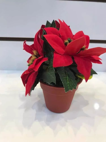 Kit 2 Vaso Pequeno Flor De Natal Vermelha Bico De Papagaio | MercadoLivre
